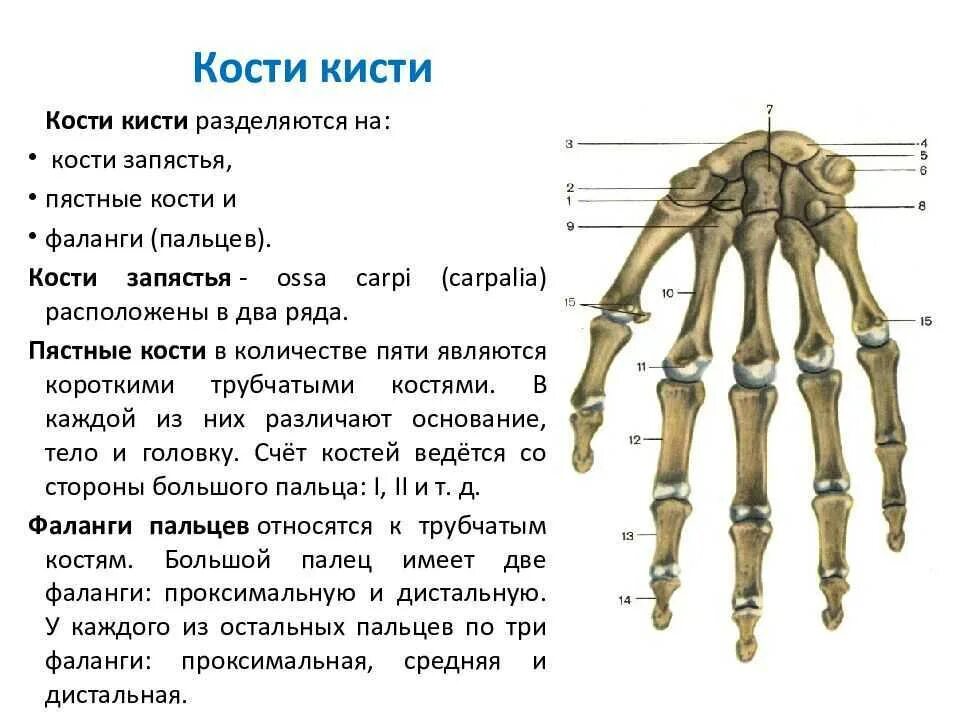 Название костей руки у человека фото Отделы кисти человека