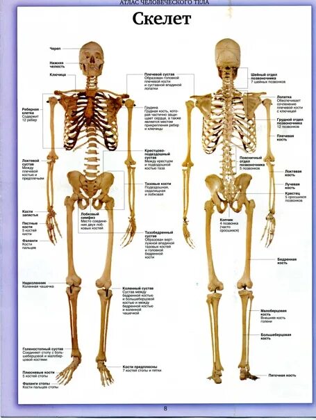 Название костей скелета фото Anatomy - Фотография 3 из 23 ВКонтакте