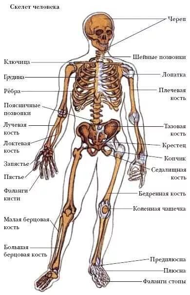 Название костей скелета фото Скелет