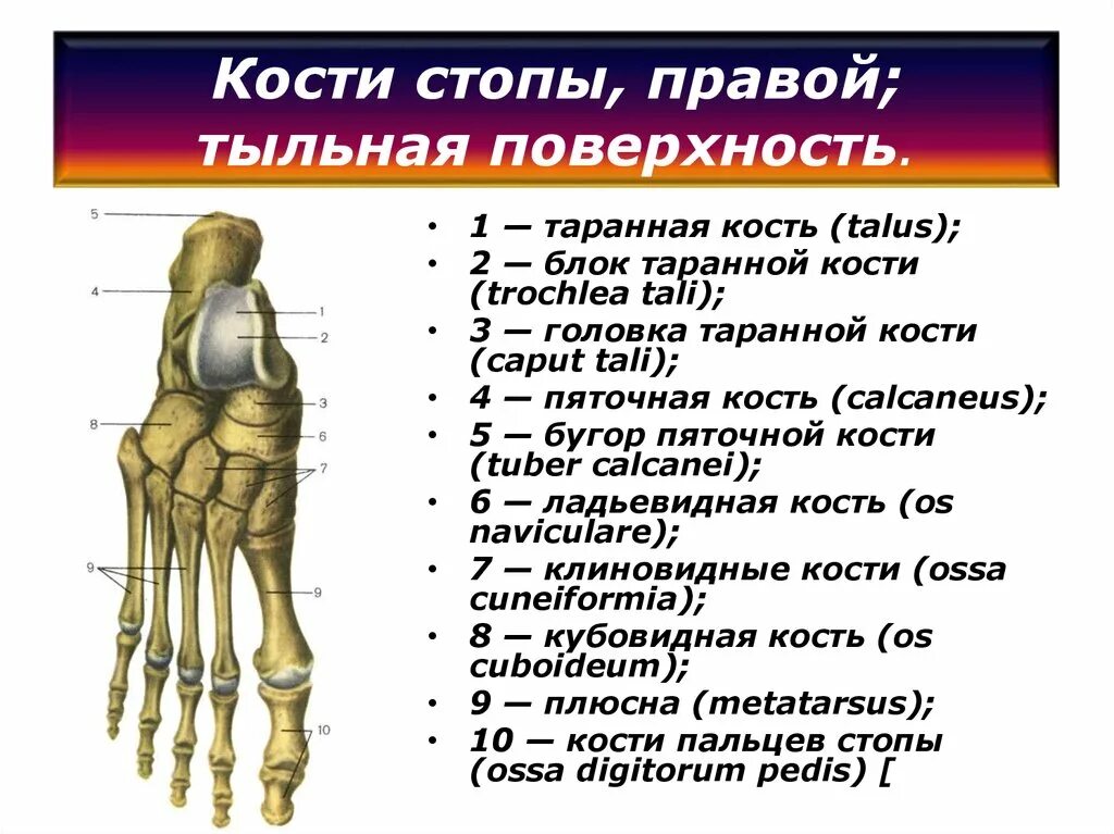 Название костей стопы фото Строение стопы кости названия