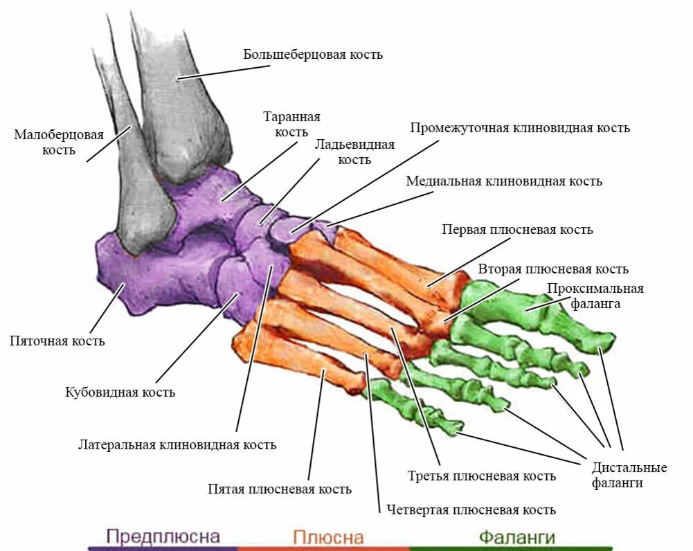 Название костей стопы фото Сколько костей предплюсны стопы