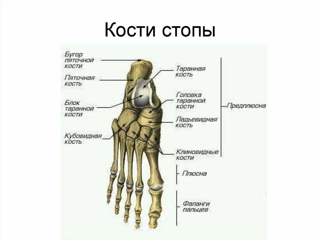 Название костей стопы фото Можно ли уменьшить размер ноги с помощью пластической хирургии?" - Яндекс Кью