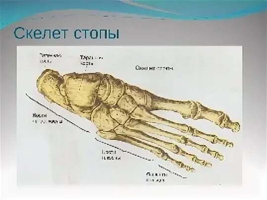 Название костей стопы фото Название костей ноги человека: найдено 87 изображений
