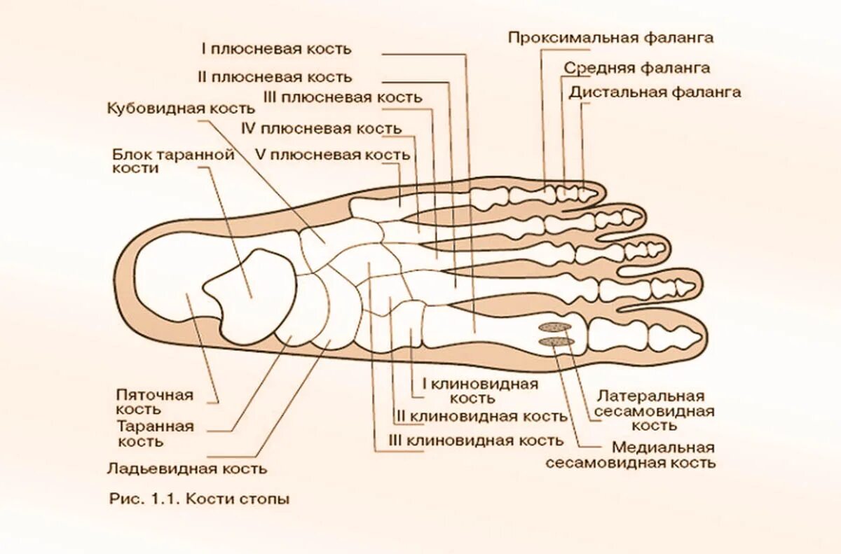 Название костей стопы фото Плюсна большого пальца