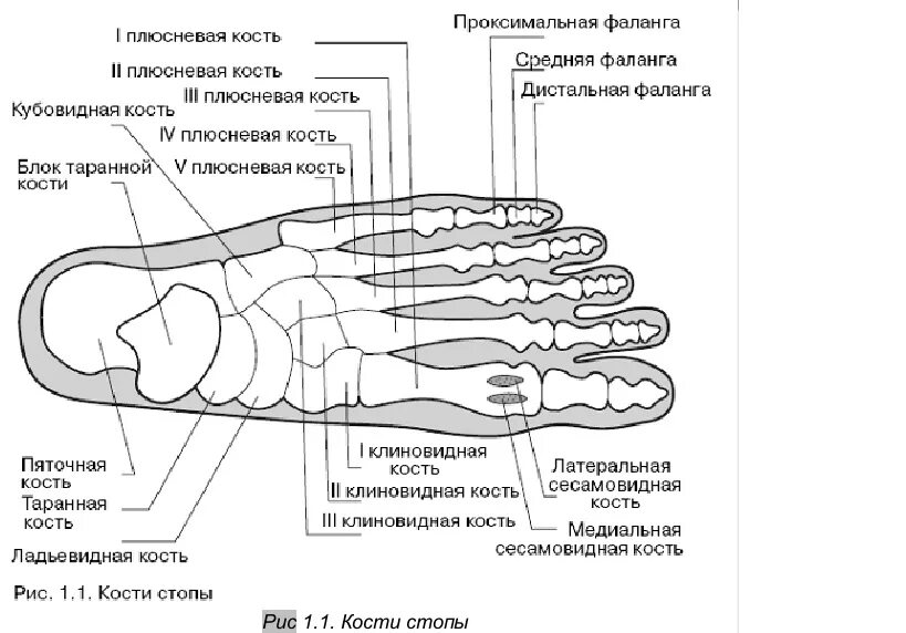 Название костей стопы фото Схема костей стопы человека