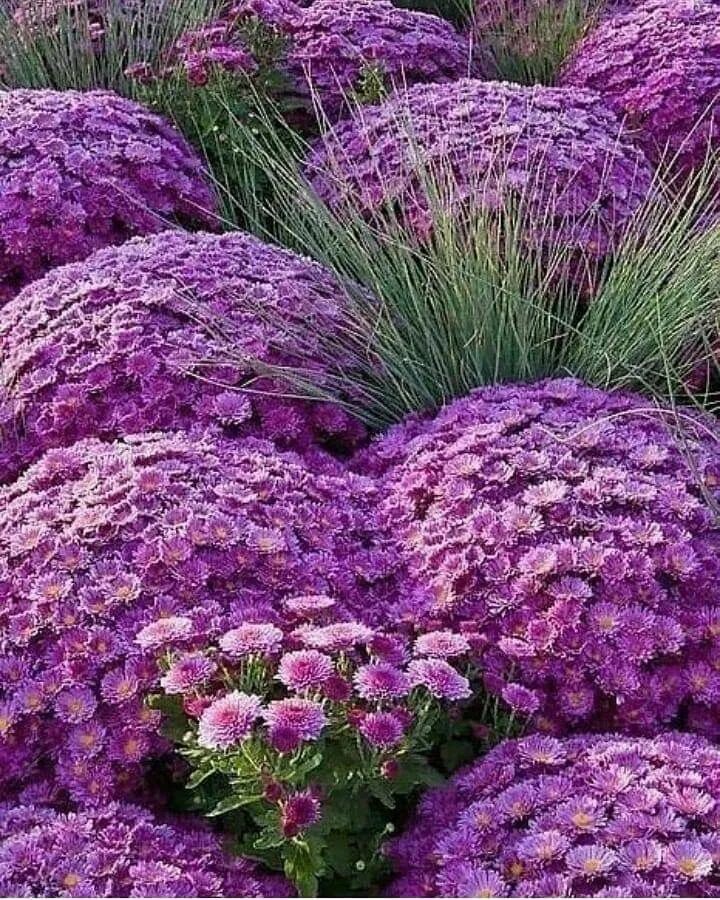 Название красивых многолетних цветов фото Pin by Karin Hanschke on Blumen Purple flowers garden, Flower garden, Purple flo