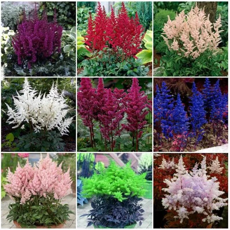 Название красивых многолетних цветов фото Mixed 9 Colors Astilbe Chinensis Seeds 100PCS Bonsai Colorful Etsy Astilbe flowe