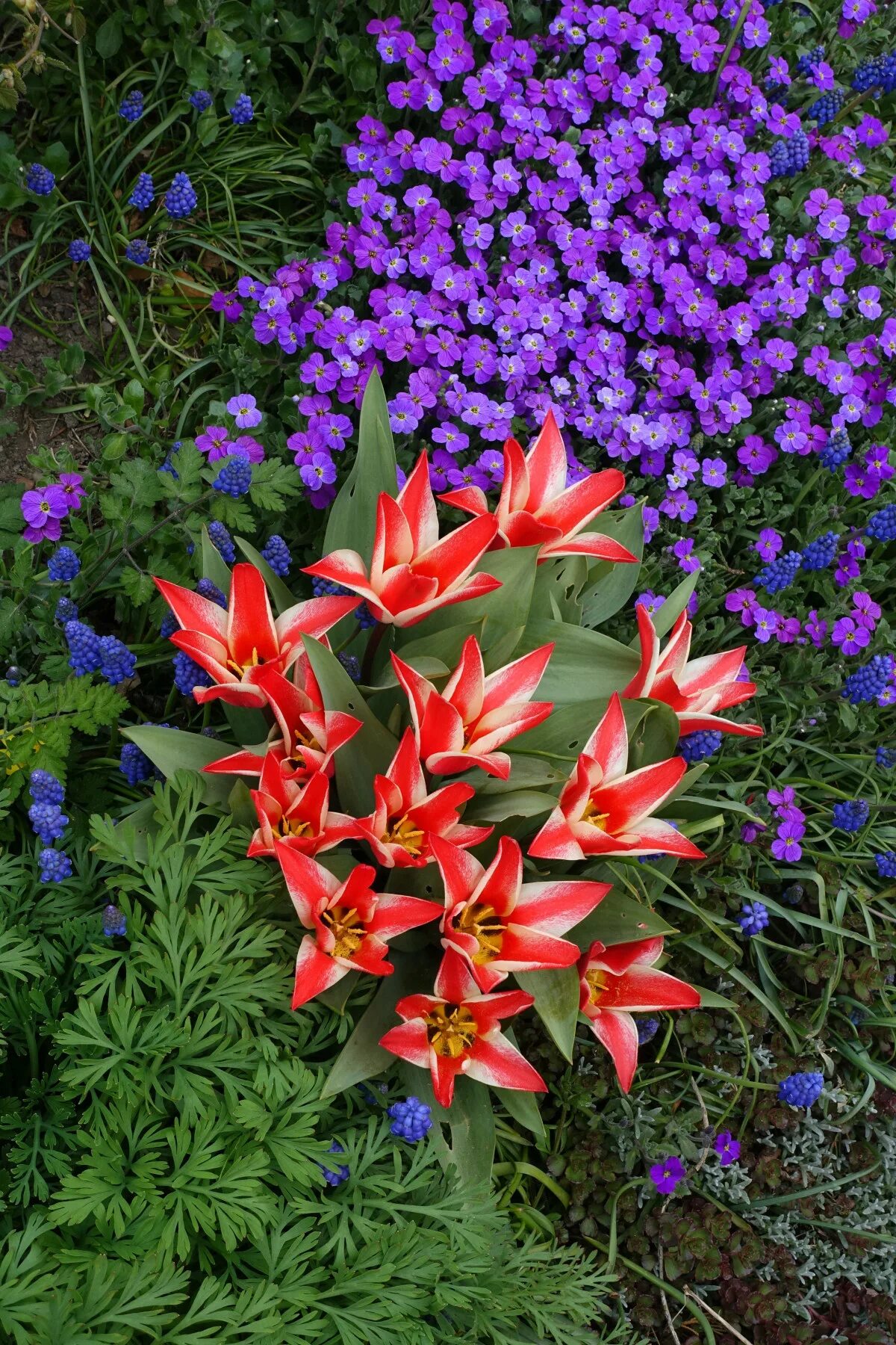 Название красивых многолетних цветов фото Free Images : blossom, flower, purple, floral, spring, red, fresh, botany, bloom