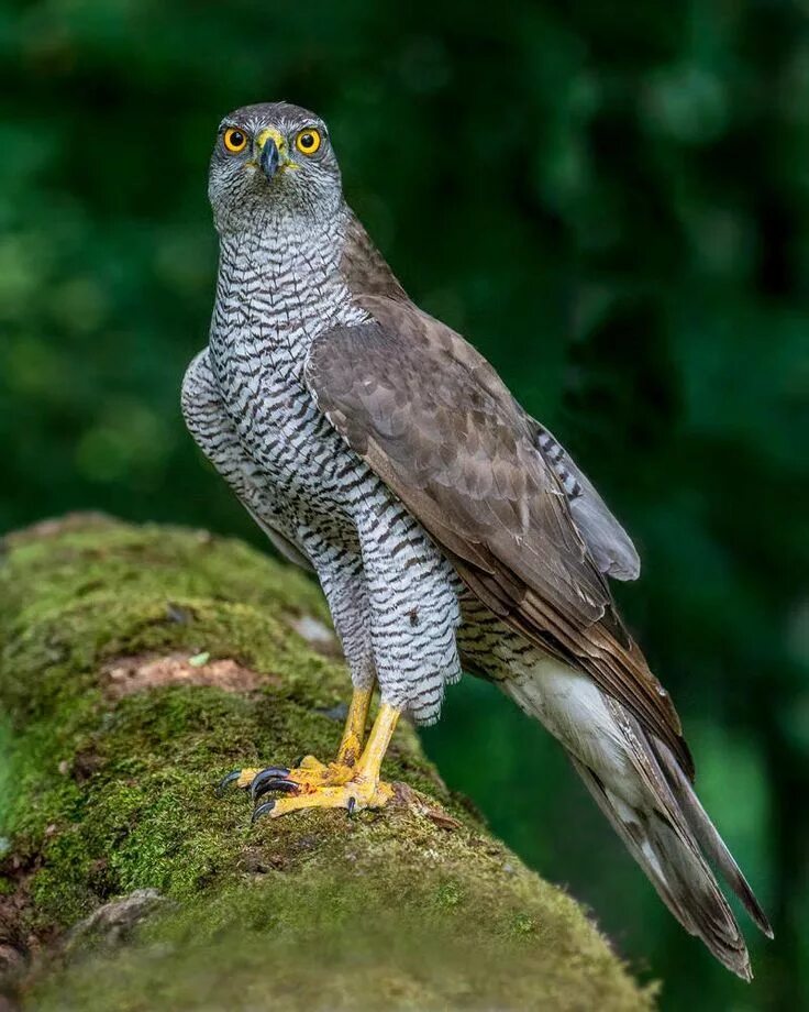 Название крупных птиц фото Pin by Jane Capone on Animals Beautiful birds, Pet birds, Wild animals videos