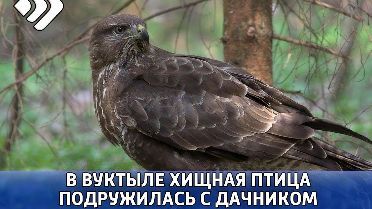 Название крупных птиц фото В Вуктыле хищная птица подружилась с дачником - смотреть видео онлайн от "Телека