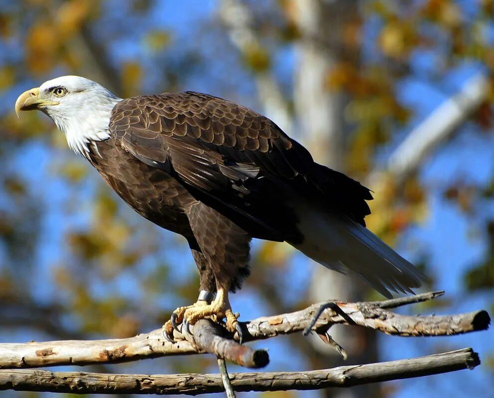 Название крупных птиц фото Animals Loving Autumn 40 PICS Bald eagle, Animals, Eagle
