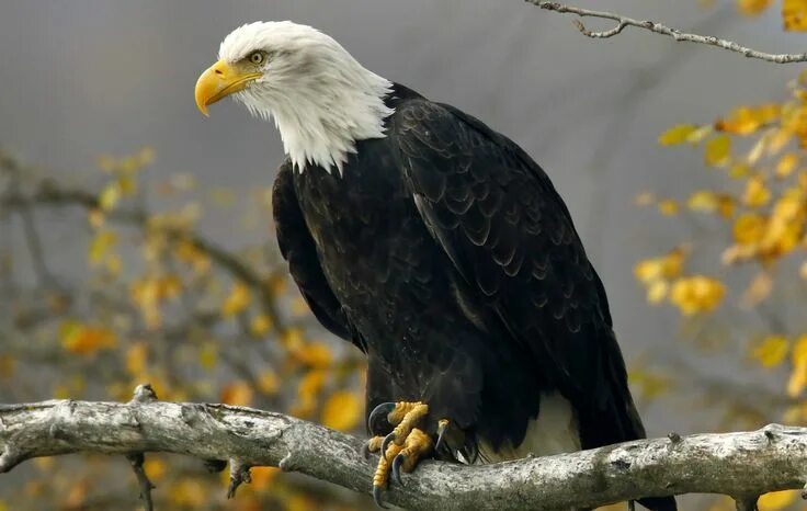 Название крупных птиц фото Nation's Oldest Bald Eagle Found Dead in New York Bald eagle, Eagles, Eagle