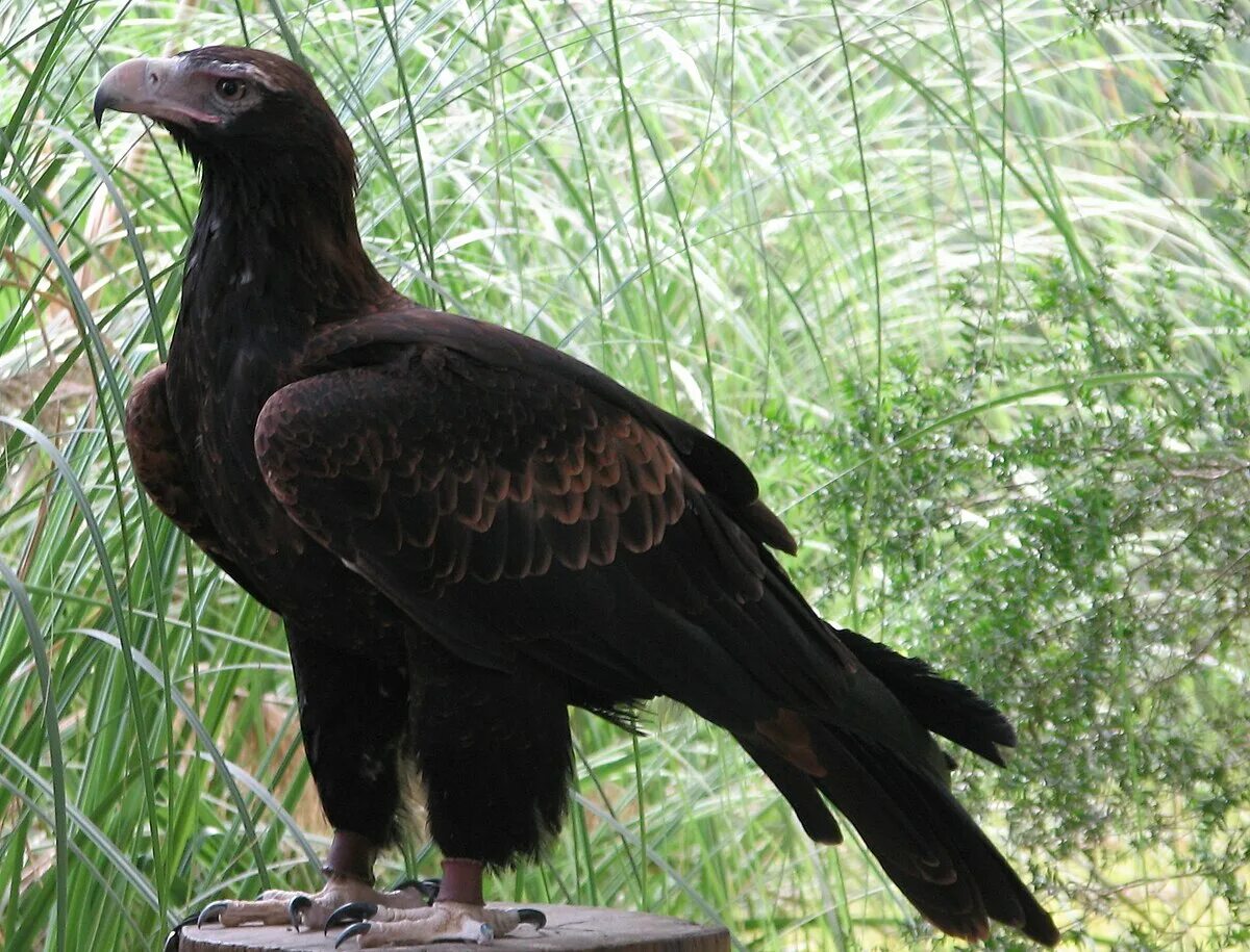 Название крупных птиц фото File:EagleWedgetail2.jpg - Wikipedia