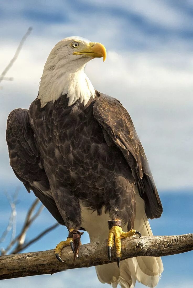 Название крупных птиц фото √ 11 Types of Eagles in The World With Awesome Pictures Bald eagle, Types of eag
