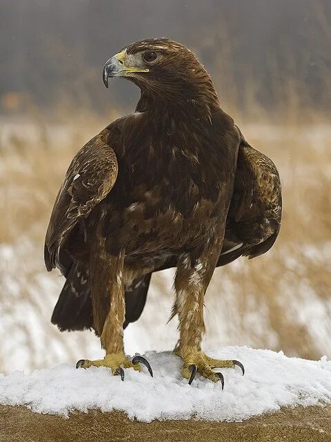 Название крупных птиц фото Golden Eagle (Aquila chrysaetos) Pet birds, Golden eagle, Eagle