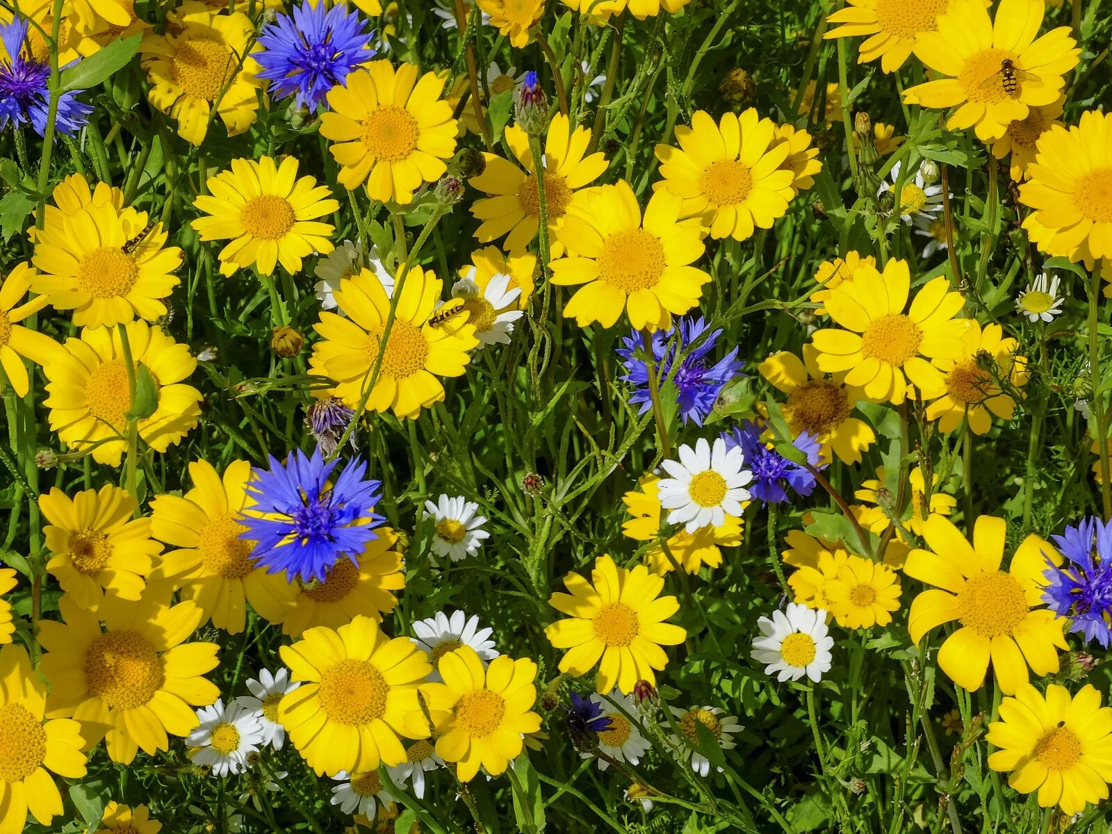 Название летние фото Download wallpaper chamomile, meadow, cornflowers, section flowers in resolution