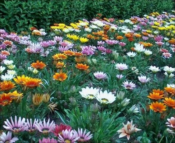 Название летние фото Неприхотливые однолетники, цветущие все лето без рассады Shade garden plants, Ga