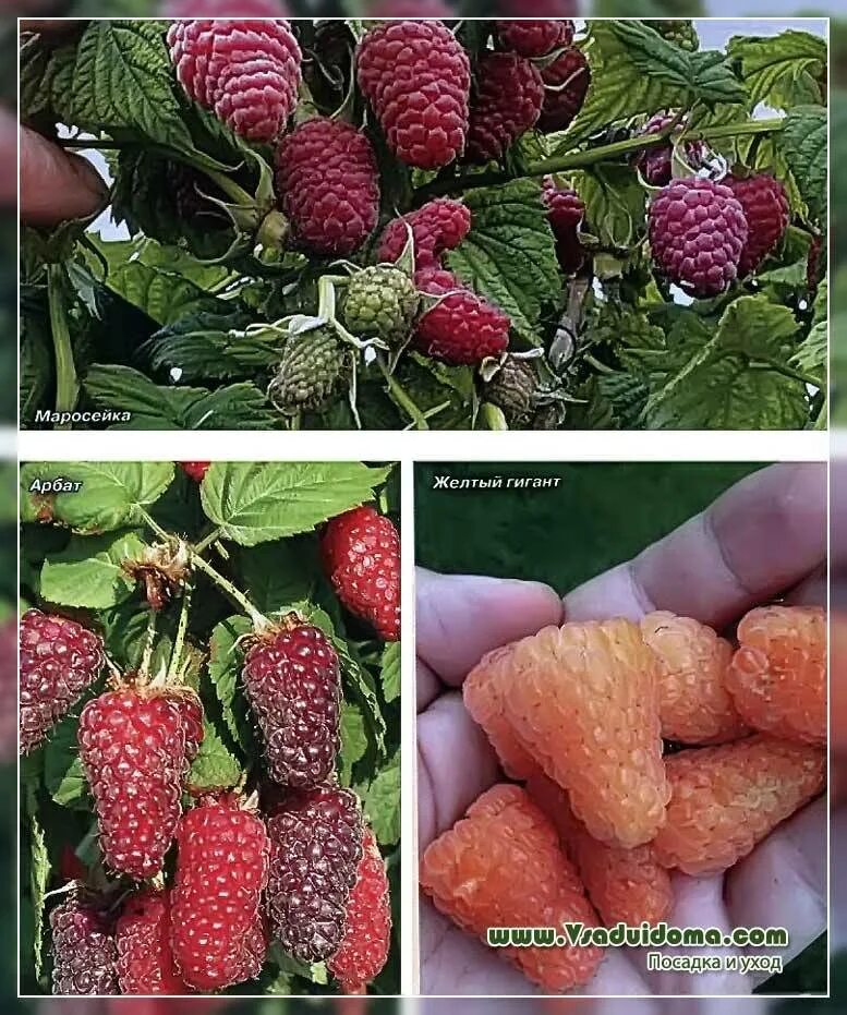 Название малины фото Large-fruited raspberry varieties - name, photo and description Site about the g