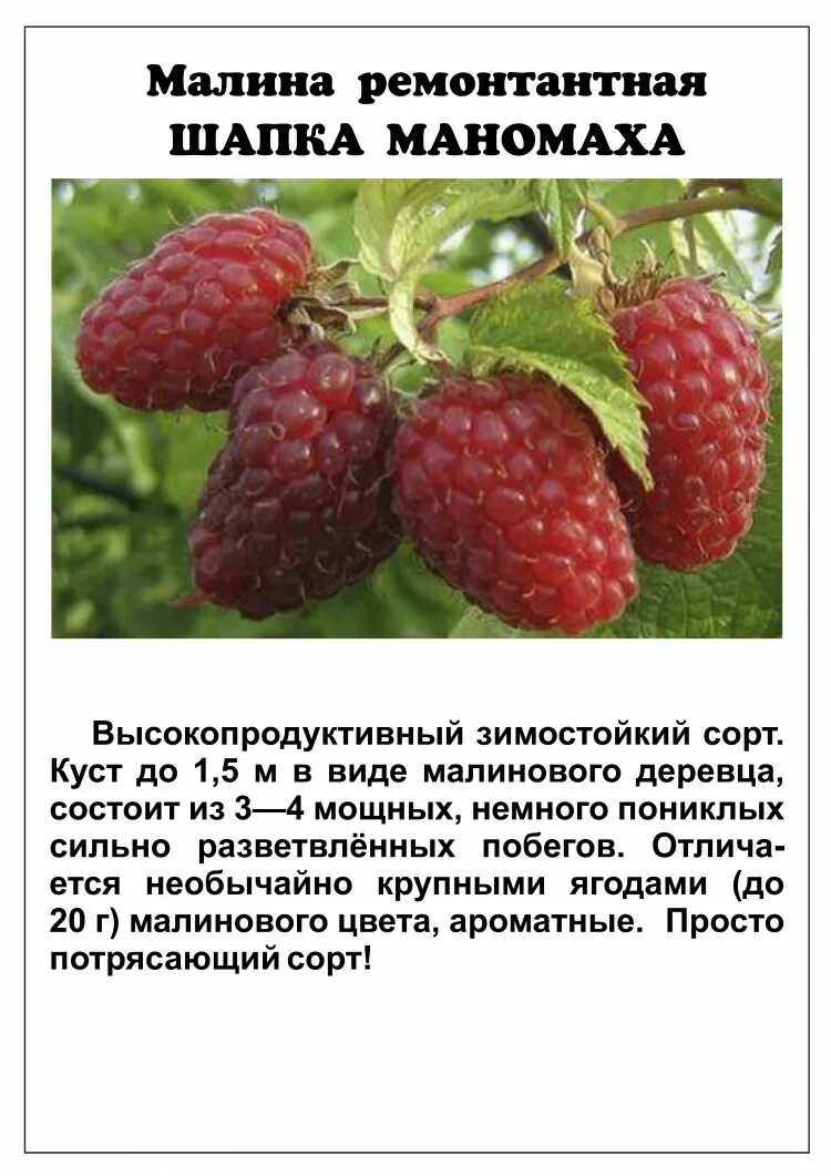 Название малины фото Малина Шапка мономаха
