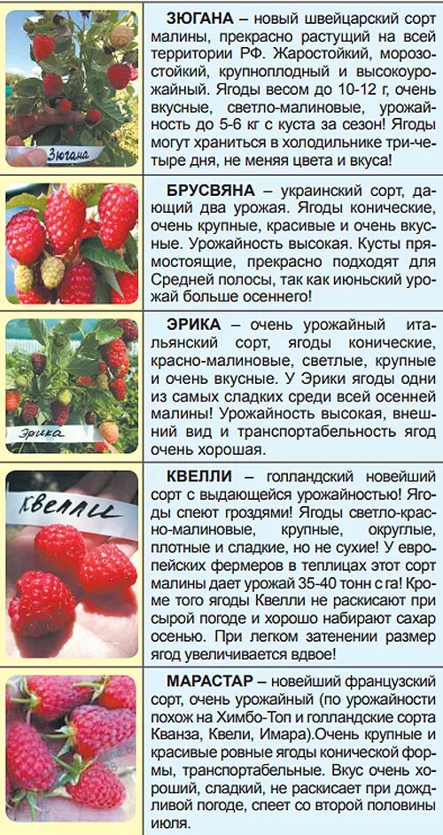 Название малины фото Слагаемые хорошего урожая малины. Еще не поздно ее посадить! - Дачно-огородные р