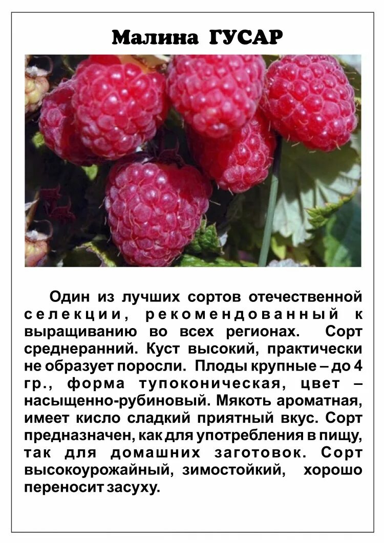 Название малины фото Малина Гусар