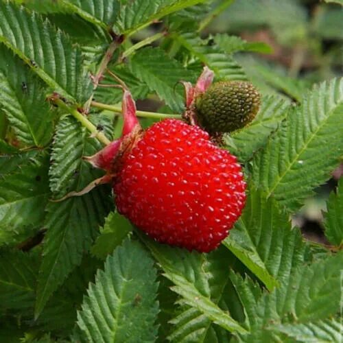 Название малины фото Japanese raspberry - Rubus illecebrosus 20+ Seeds - Graines - Semillas - G 112 e