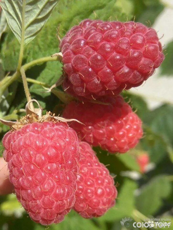 Название малины фото Картинки СОРТ МАЛИНЫ ВАСЕНА