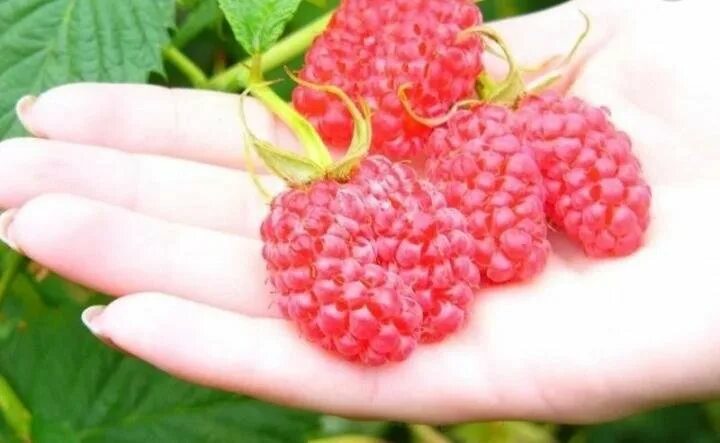 Название малины с крупными ягодами фото Малина красная ремонтантная двурогая - купить в Славянске-на-Кубани, цена 100 ру
