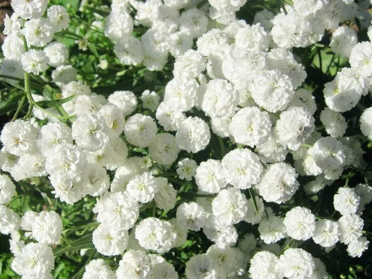 Название мелких белых цветов фото Free Plant Identification White flowers, Types of white flowers, White flowering
