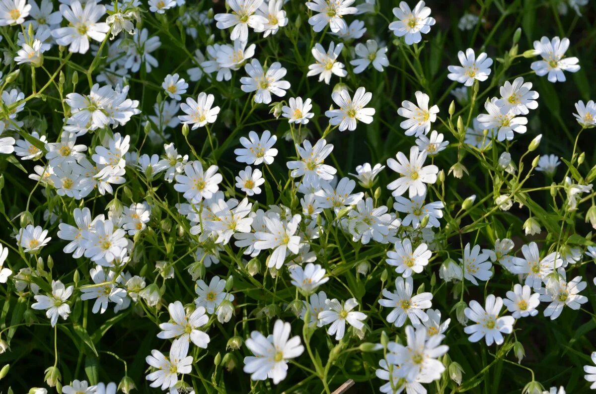 Название мелких белых цветов фото Free Images : white, meadow, flower, botany, flora, wildflower, flowers, stellar