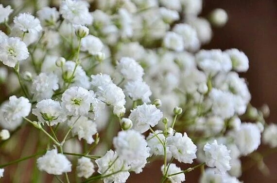 Название мелких белых цветов фото Gypsophile Flower seeds, Babys breath flowers, Annual flowers