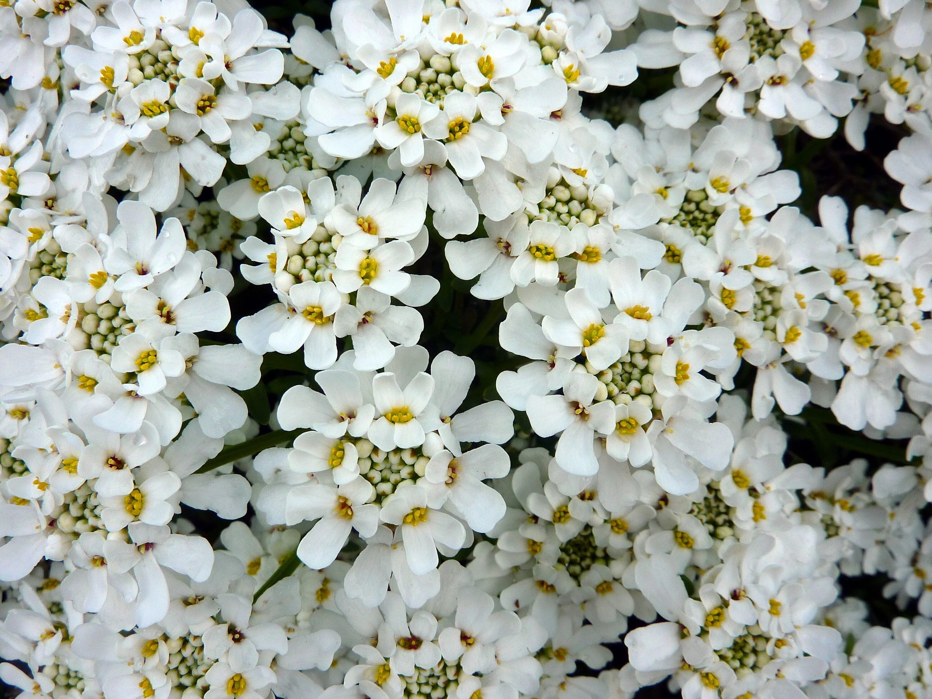 Название мелких белых цветов фото Free Images : branch, blossom, white, flower, bloom, botany, blooming, yellow, f
