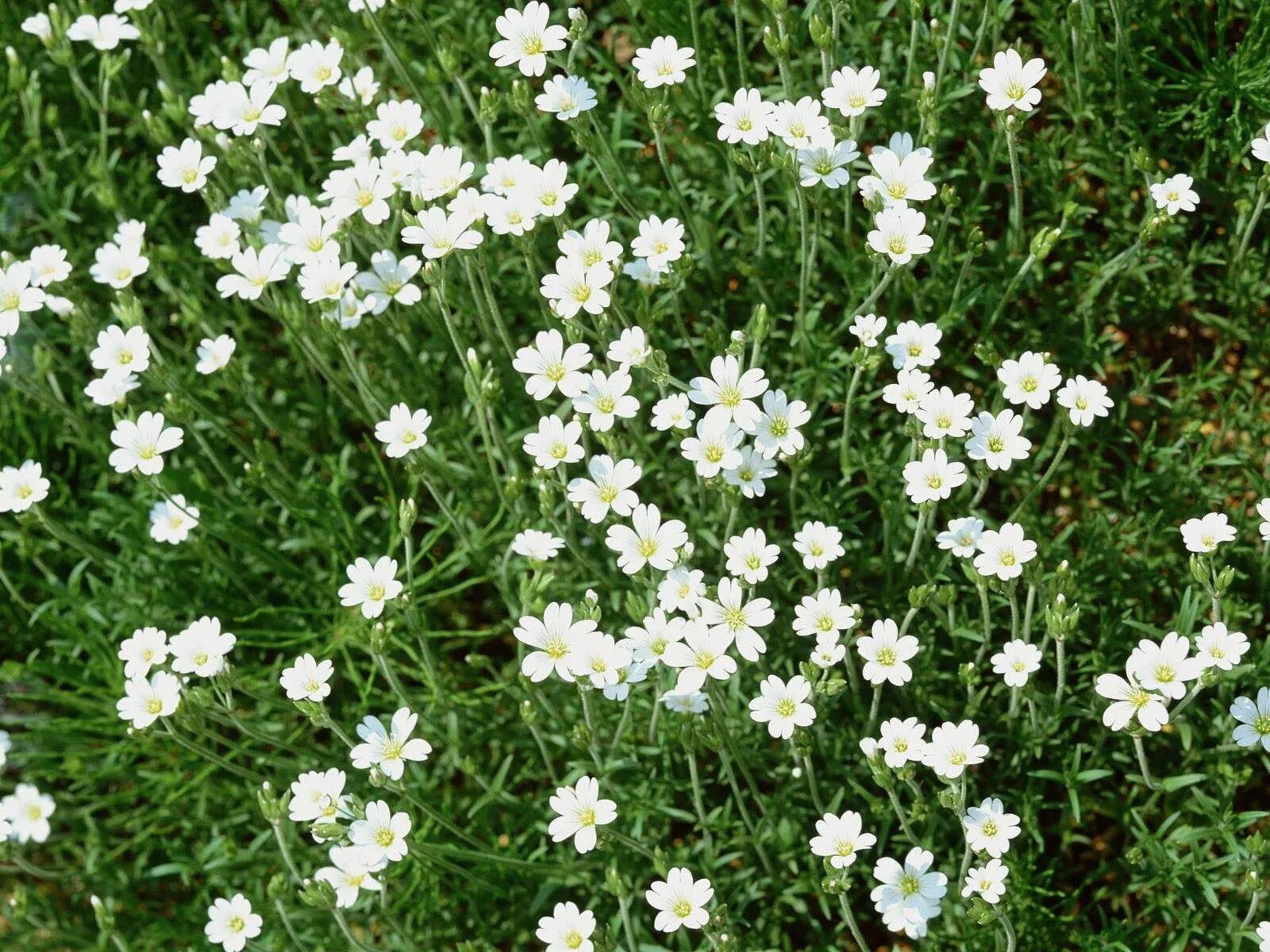 Название мелких белых цветов фото Tiny white flowers. Tiny white flowers, Wonderful flowers, Flowers