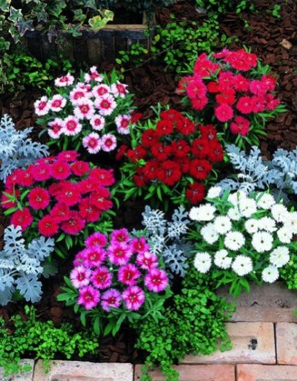 Название низкорослых цветов для клумб фото Kineski karanfil - Dianthus chinensis Garden seeds, Plants, Garden