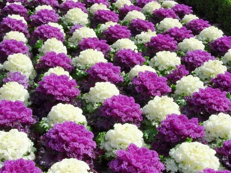 Название низкорослых цветов для клумб фото Cabbage Уличные растения, Цветы двора, Красивые сады