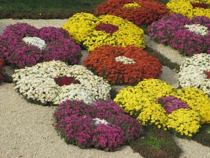 Название низкорослых цветов для клумб фото Многолетние садовые хризантемы: фото сортов в ландшафтном дизайне Outdoor decor,