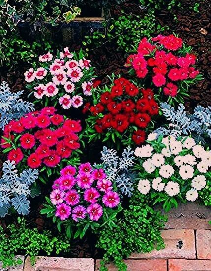 Название однолетних цветов для сада фото Pin by Rhonda Hoppe on karafil Plants, Garden, Flora
