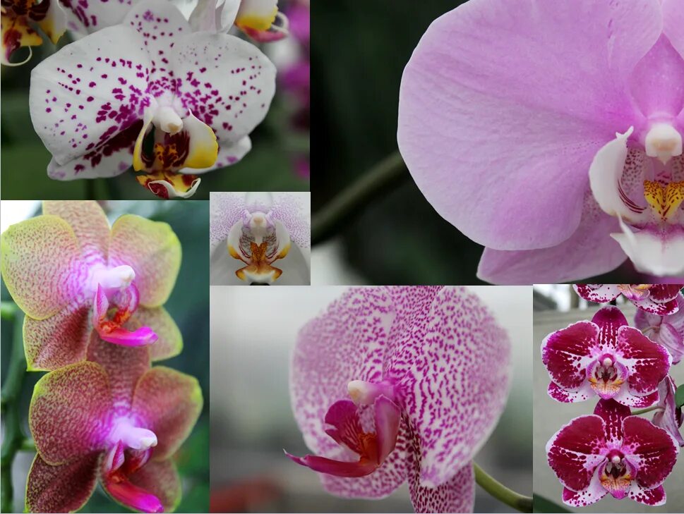 Название орхидеи по фото определить фаленопсис Put a Spring in Your Step: What’s Blooming in the Smithsonian Gardens Orchid Col