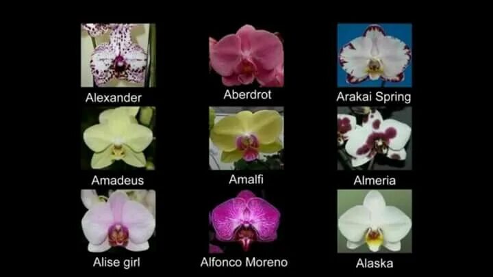 Название орхидеи по фото определить фаленопсис Pin on Orchid hybrids I want Orchids, Phalaenopsis