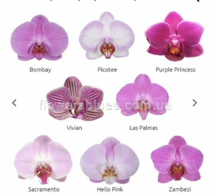 Название орхидеи по фото определить фаленопсис Pin on Raccolta Phalenopsis in 2024 Orchids, Flowers, Phalaenopsis