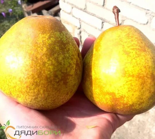 Название осенних груш с фото Саженцы груши Осенняя сладкая купить в Москве и Подмосковье в интернет магазине 