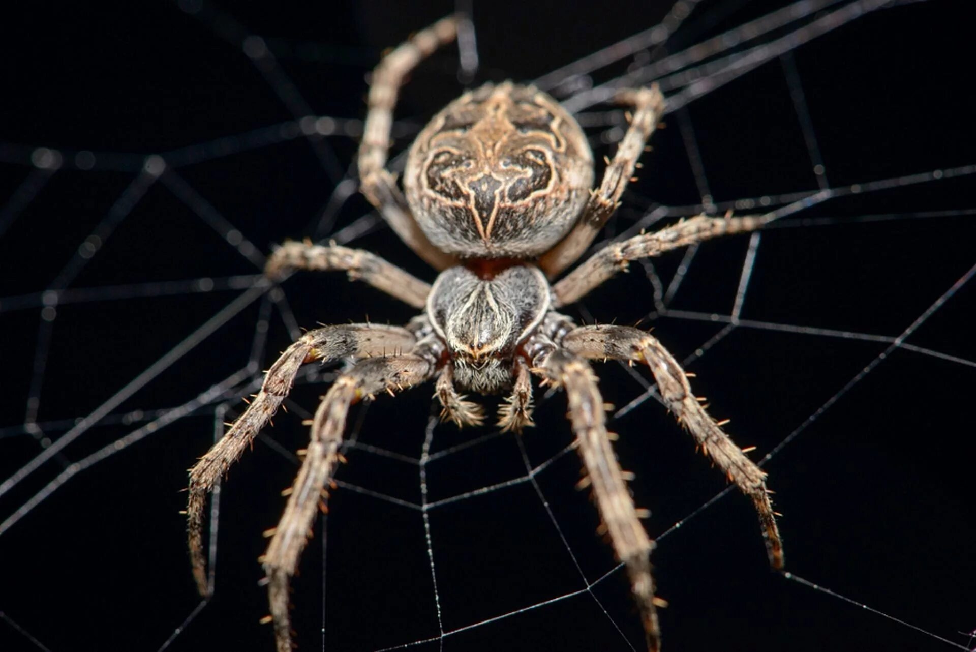Название паука по фото онлайн бесплатно Wallpaper : animals, Arachnid, fauna, 1920x1282 px, close up, macro photography,