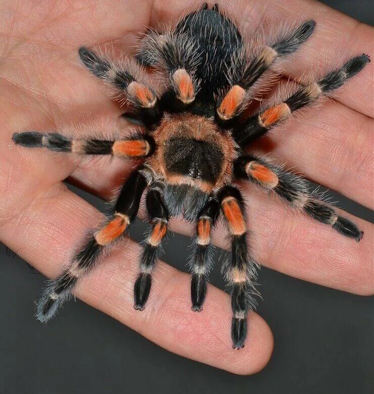 Название паука по фото онлайн бесплатно Паук птицеед Brachypelma smithi - купить в Москве, цена 800 руб., продано 12 мар