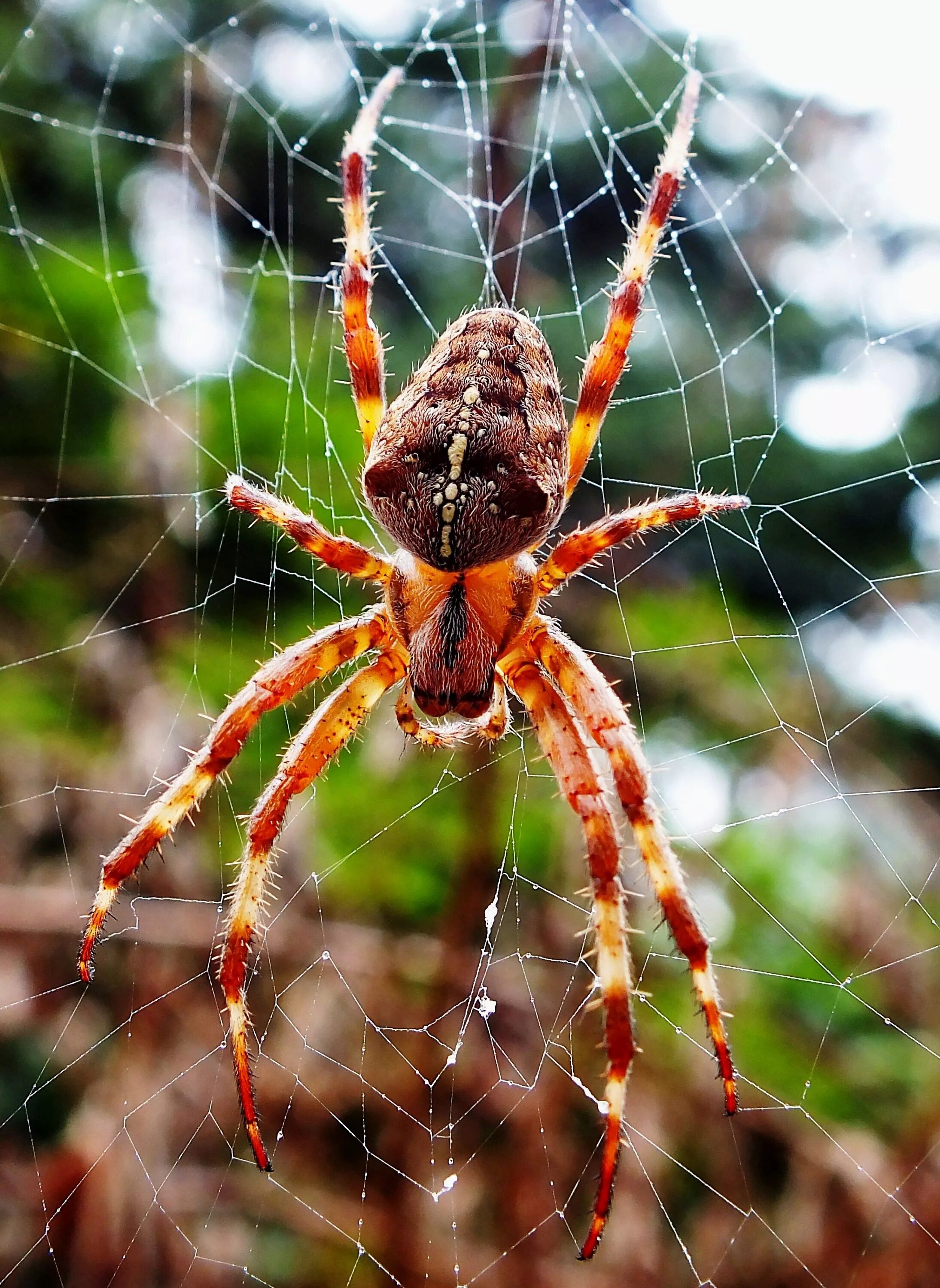 Название паука по фото онлайн бесплатно Arachnid Happy animals, Bugs and insects, Creepy crawlies