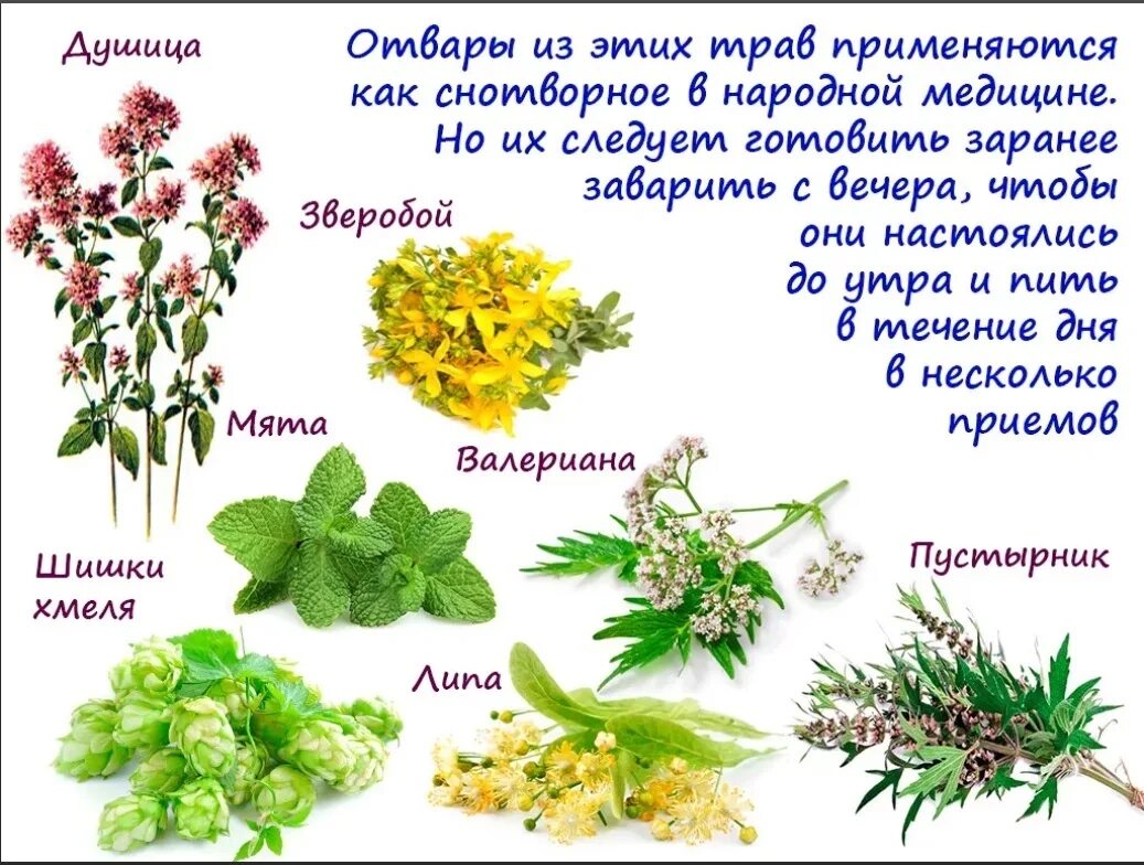 Название полезных трав фото Ознакомьтесь с народными рецептами лечения бессонницы в домашних условиях