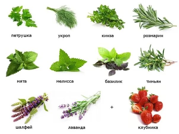 Название полезных трав фото ✅ Useful Culinary Seasonings Seasonings are not as effective as medicinal plants