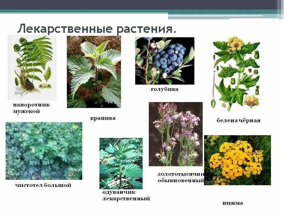 Название полезных трав фото Лекарственные растения 2023, Рыбно-Слободский район - дата и место проведения, п