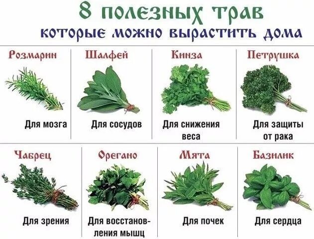 Название полезных трав фото интересное из инета Herbs, Plants, Garden