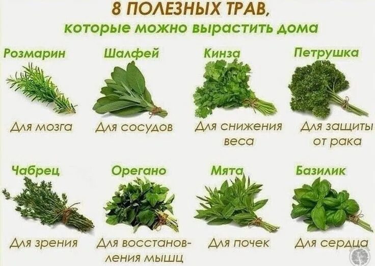 Название полезных трав фото Pin by Lia on здоровье Herbs, Medicinal plants, Plants
