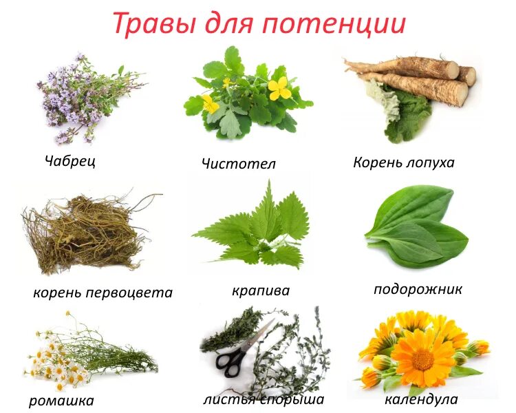 Название полезных трав фото Какая трава фото - Coffeebull.ru